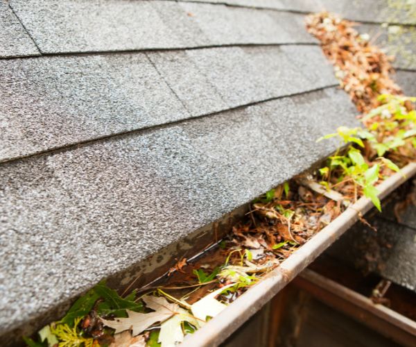 blocked gutter before pressure cleaning Gracemere